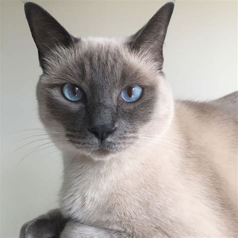 Adorable Siamese Cat