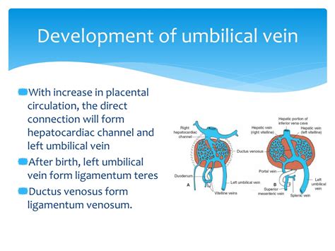PPT - L58: Development of venous system PowerPoint Presentation, free download - ID:1268828