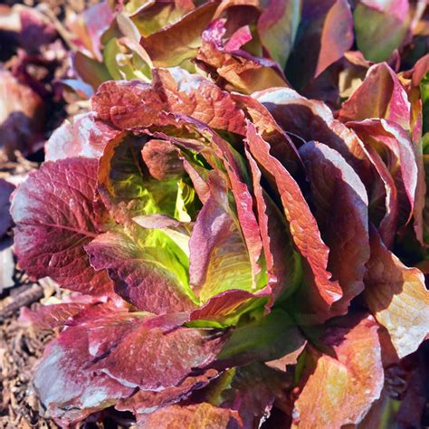 Romaine Lettuce Plant