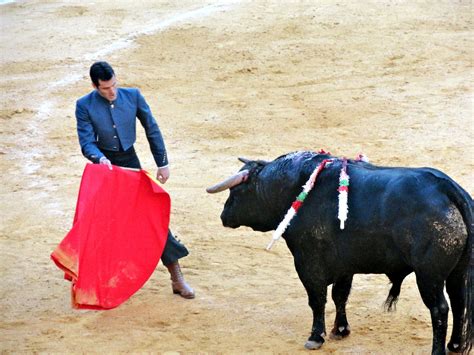 Names For Bull Fighting at Indiana Seery blog