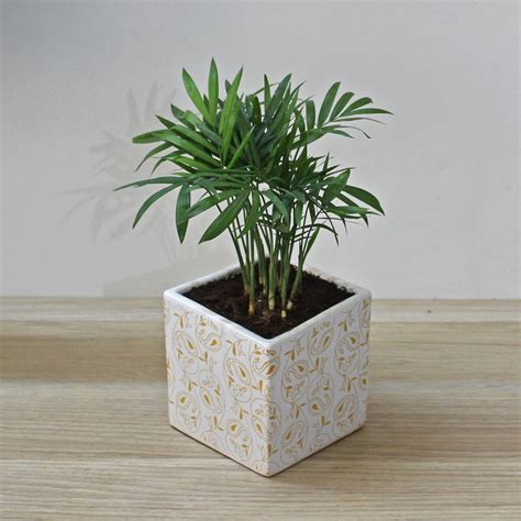 Rolling Nature Live Indoor Plant for Home Air Purifying Parlour Palm ...