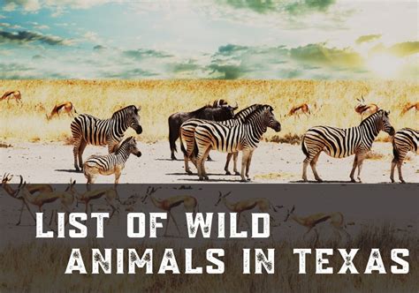 Wildlife In Texas
