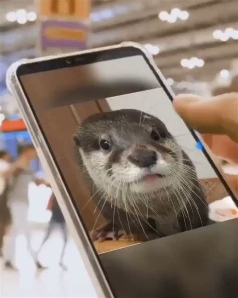 Image result for Otter Using Vending Machine