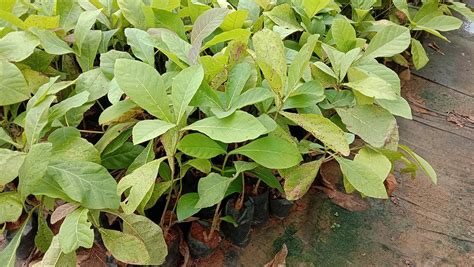 SEEDseller Live Plants High Valued Timber Tree Nilambur Teak Tectona ...