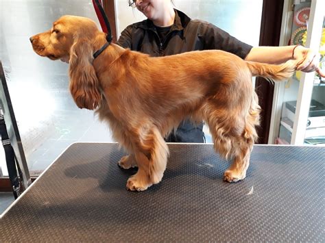 Cocker Spaniel Grooming: A Complete Guide