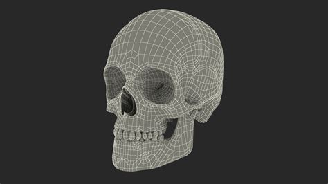 3D Model Male Human Skull Anatomy Model - TurboSquid 2384568