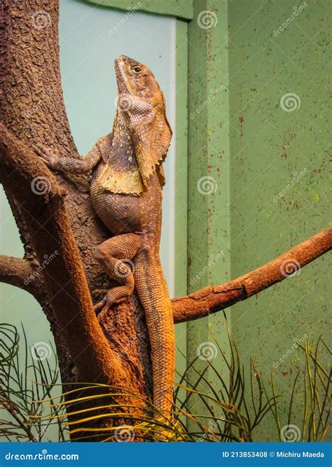 The Australian Frilled Lizard with Its Frill Folded Around Its Neck ...