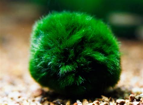 Giant Marimo Moss Ball
