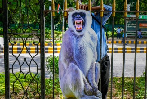 G-20 Summit: Langur Cutouts With Voice Experts Placed At ‘Strategic ...