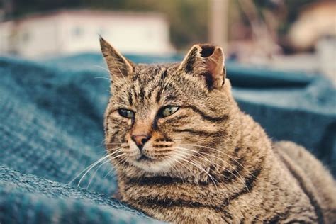 Image result for Nested Data Model Example