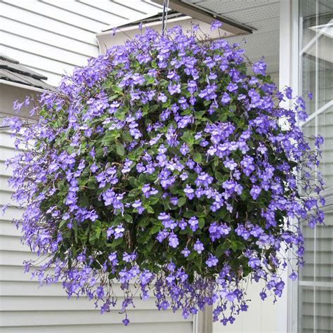 Small Flowers In Hanging Baskets at Peggy Bradley blog