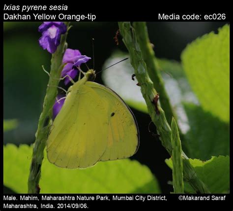 Ixias pyrene | Butterfly