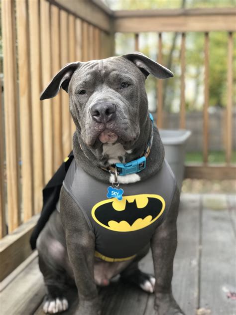 Batman Pup | Dog halloween costumes funny, Pitbull halloween costumes ...