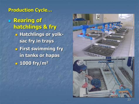 Reproductive Biology And The Hatchery Rearing Of Tilapia – HARO