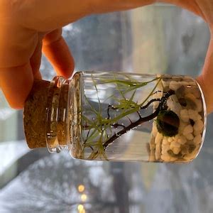 Image result for DIY Java Moss Decorations