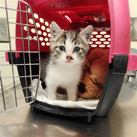 Heartwarming Rescue | Asheville Humane Society