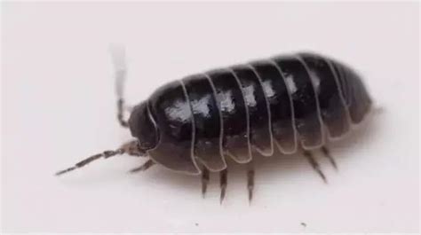 家里出现黑色扁圆的大虫子，请问是什么虫？怎么消灭？_百度知道