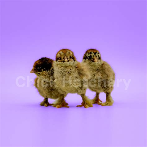 Buff Brahma Chickens | Chick Hatchery