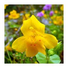 fiori di bach ipertensione schede sintetiche dei 38 fiori di bach e rescue remedy fiori di bach ipertensione schede sintetiche dei 38 fiori di bach e rescue remedy