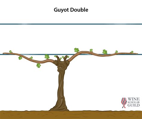 Guyot Definition