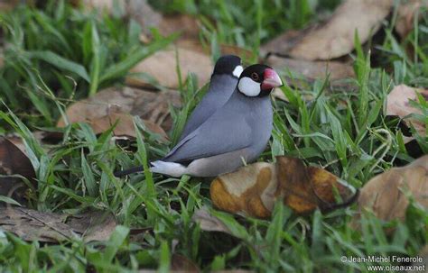 Image result for Elever Des Padda De Java