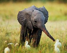 Image result for Cutest Baby Animals Spring