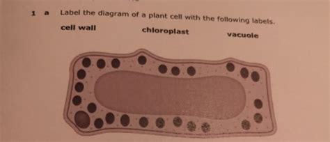 Solved: a Label the diagram of a plant cell with the following labels ...
