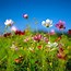 Image result for wild flowers