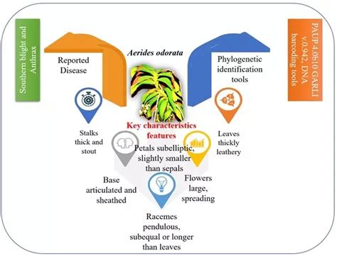 A comprehensive review on global research trends on Aerides genus with ...