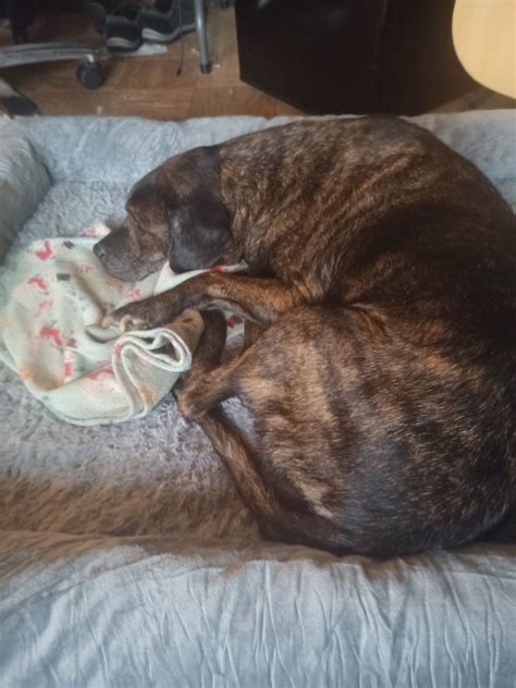 Old lady Juno (11) finally got the bed of her dreams! Though it's big ...