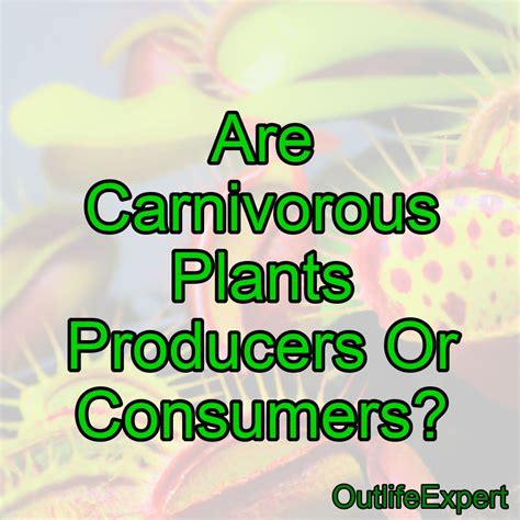 Are Carnivorous Plants Producers Or Consumers? – Outlife Expert