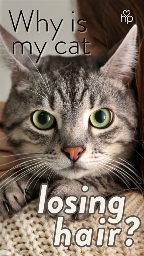 Image result for Cat Stack Sticker