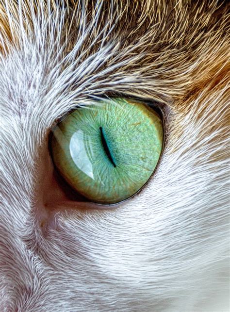 Cat Eye Free Stock Photo - Public Domain Pictures