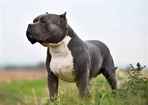 American Bully Lifespan: How Long Do These Dogs Live? - A-Z Animals