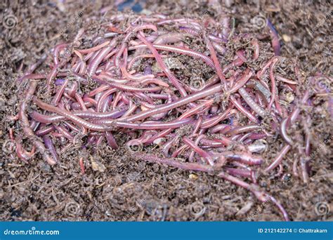 African Night Crawler, Earthworms And Fertile Soil Isolated On White ...