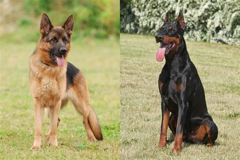 Doberman Shepherd (German Shepherd & Doberman Mix) Info, Pictures, FAQs ...
