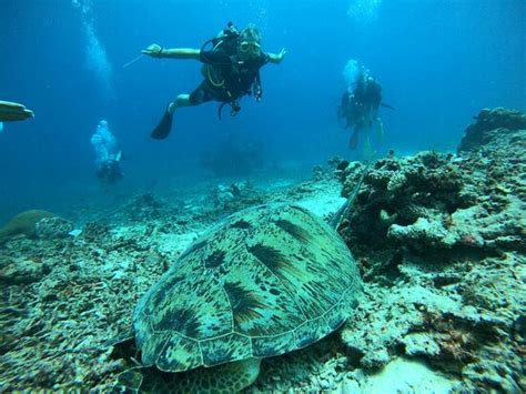 Scuba Froggy - Senggigi - All You Need to Know BEFORE You Go