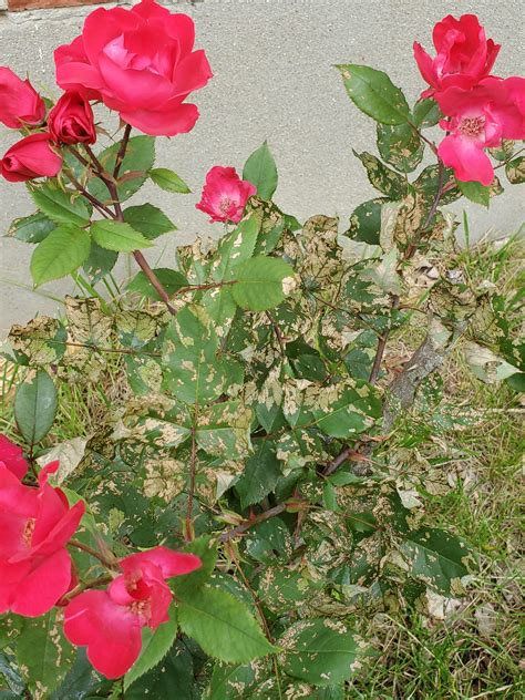 Why Do My Rose Leaves Look Like Lace at Rose Braddon blog