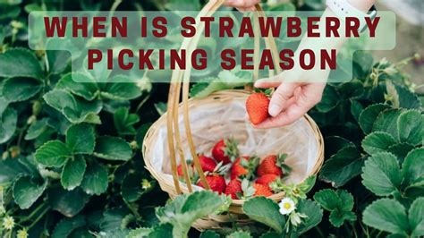🍓Best Season For Picking Strawberry