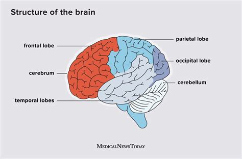 Image result for Prefrontal Cortex Functions
