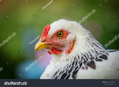 Light Brahma Hen Images: Browse 186 Stock Photos & Vectors Free ...