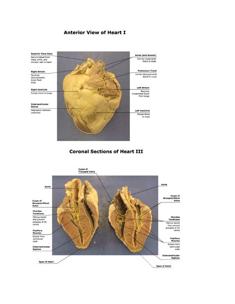 Sheep Heart Dissection Lab Pdf at Sara Miller blog