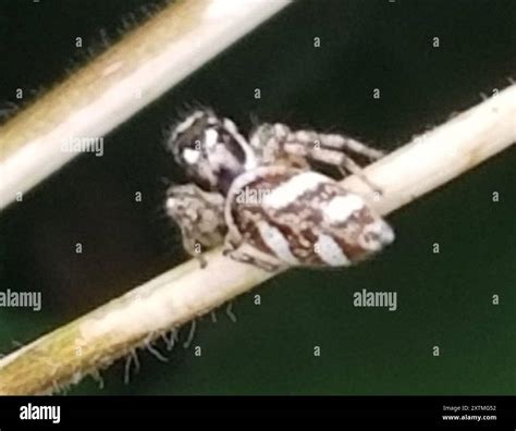 Zebra Jumping Spider (Salticus scenicus) Arachnida Stock Photo - Alamy