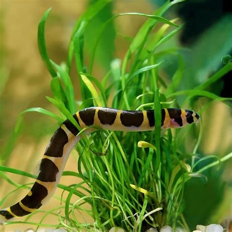 Live Fish Bottom Dweller Kuhli Loach | Single – cloningaquapets