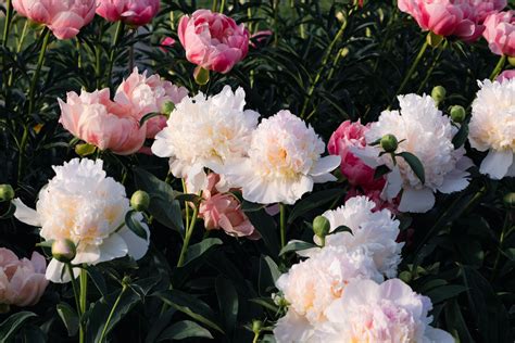 Peony Flower Meaning & Symbolism | Bouqs Blog