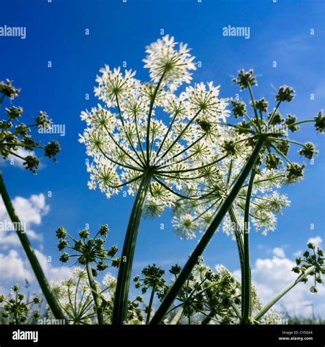 Cow parsnip / Hogweed plant Stock Photo - Alamy