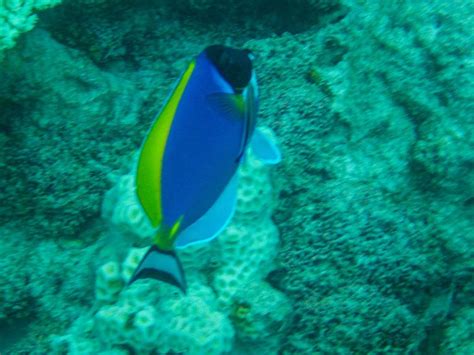 SUB AQUA DIVECENTER ANGAGA (2026) All You Need to Know BEFORE You Go ...