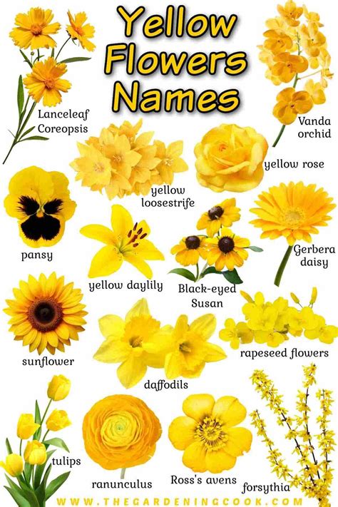 Pin by Nazlı on Sizin Pinleriniz | List of flowers, Yellow flowers names, Types of flowers