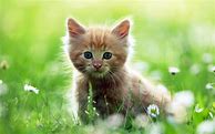 Image result for Cute Baby Cats