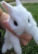 Image result for Adorable Bunnies